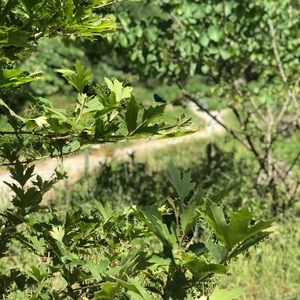 Meet your Posher, Jonilda